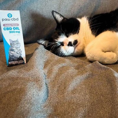 Delta-8-THC-Smoke-Shop-Hemp-Dispensary-Kratom-Kava-Bar-Tampa-Florida-3