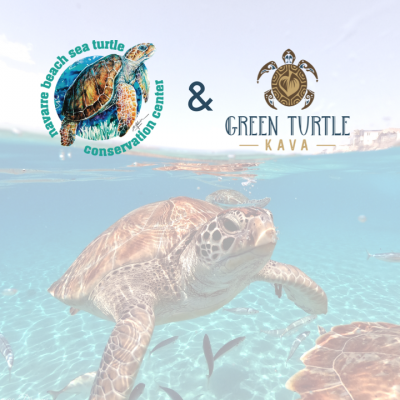 Green-Turtle-Kava-Bar-Daytona-Beach-Daytona-Beach-Florida-3