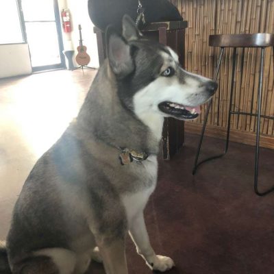 Purple-Lotus-Kava-Bar-Delray-Beach-Florida-4